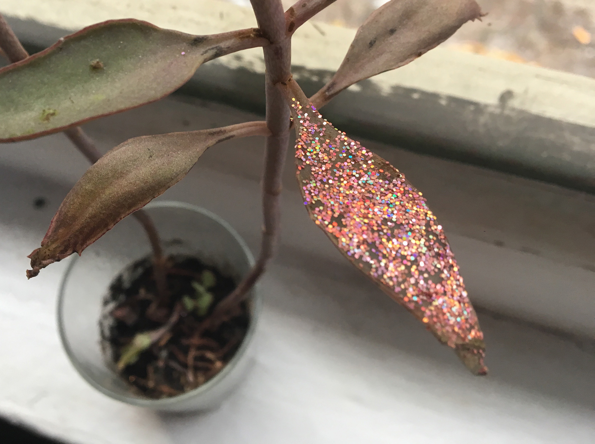 Gros plan sur la feuille de la plante recouverte de paillettes roses.
